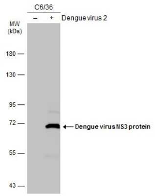 Western Blot: Dengue Virus NS3 Antibody (GT2811) [NBP3-13491]
