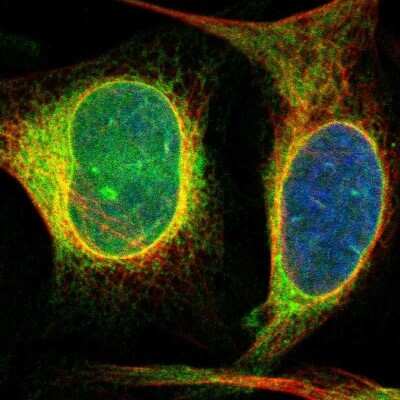 Immunocytochemistry/ Immunofluorescence: Derlin 1 Antibody [NBP1-88023]