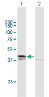 Western Blot: Desert Hedgehog/Dhh Antibody [H00050846-B01P]