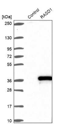 Western Blot: Dexras1 Antibody [NBP1-91830]