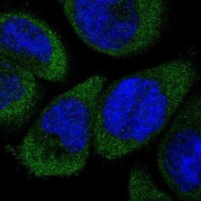 Immunocytochemistry/ Immunofluorescence: Dfna5 Antibody [NBP1-87689]