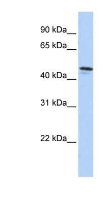Western Blot: DPCR-1 Antibody [NBP1-60094]