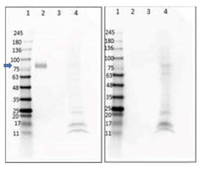 Western Blot: Digoxigenin Antibody (DIG44)VHH [NBP3-06994]