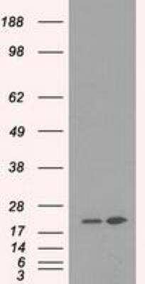 Western Blot: Dihydrofolate Reductase/DHFR Antibody (OTI6G7) [NBP1-47727]