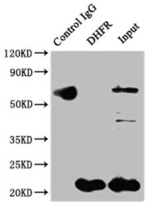 Immunoprecipitation: Dihydrofolate Reductase/DHFR Antibody (9B2) [NBP3-15195]