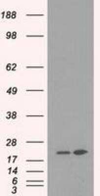 Western Blot: Dihydrofolate Reductase/DHFR Antibody (OTI6G7)Azide and BSA Free [NBP2-70569]