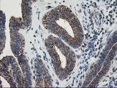 Immunohistochemistry: Dihydrolipoamide Dehydrogenase/DLD Antibody (OTI6D5) - Azide and BSA Free [NBP2-70574]