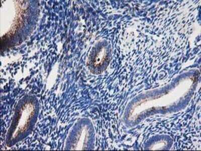 Immunohistochemistry: Dihydrolipoamide Dehydrogenase/DLD Antibody (OTI6D5) - Azide and BSA Free [NBP2-70574]