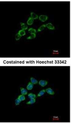 Immunocytochemistry/ Immunofluorescence: Dimethylarginine Dimethylaminohydrolase 1/DDAH1 Antibody [NBP1-31012]
