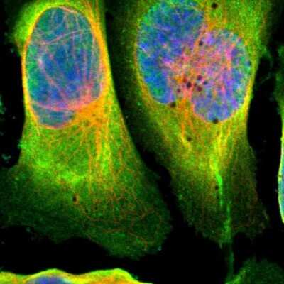 Immunocytochemistry/ Immunofluorescence: Dimethylarginine Dimethylaminohydrolase 1/DDAH1 Antibody [NBP1-85273]