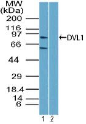 Western Blot: Dishevelled-1 Antibody [NBP2-24648]