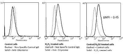 Flow Cytometry: Dityrosine Antibody (10A6) [NBP2-59361]