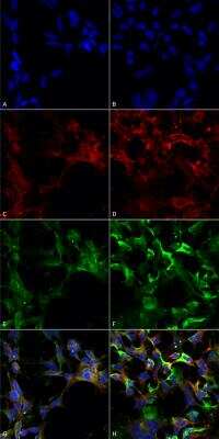 Immunocytochemistry/ Immunofluorescence: Dityrosine Antibody (10A6) [NBP2-59361]