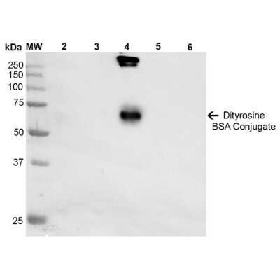 Western Blot: Dityrosine Antibody (10A6) [NBP2-59361]