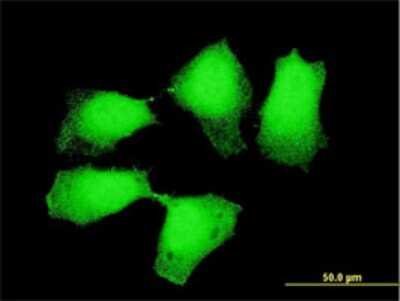 Immunocytochemistry/ Immunofluorescence: Dnd1 Antibody (1D3) [H00373863-M10]