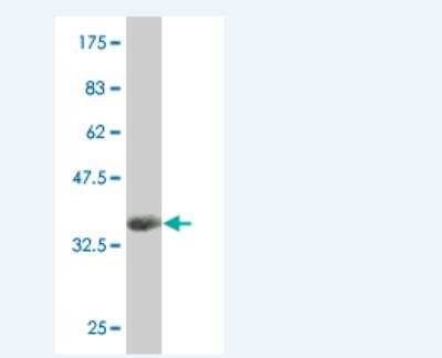 Western Blot: Dnd1 Antibody (1H2) [H00373863-M06]