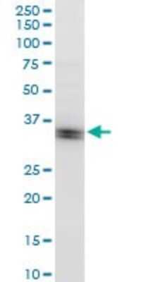 Western Blot: Dnd1 Antibody (2G11) [H00373863-M07]