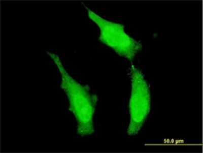 Immunocytochemistry/ Immunofluorescence: Dnd1 Antibody (3H5) [H00373863-M01]