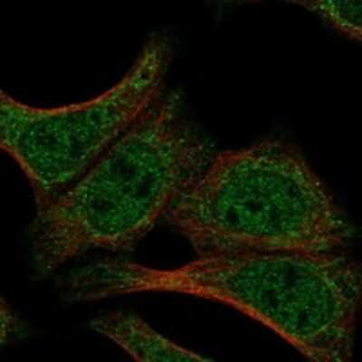 Immunocytochemistry/ Immunofluorescence: Dnd1 Antibody [NBP3-17702]