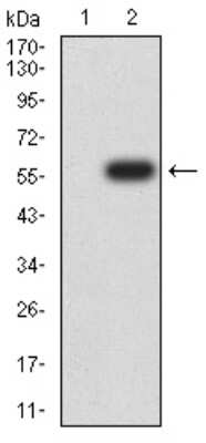 Western Blot: Dnmt3L Antibody (2D10H11)BSA Free [NBP2-61756]