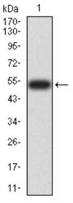 Western Blot: Dnmt3L Antibody (5H4A5)BSA Free [NBP2-61755]