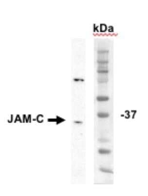 Western Blot: Donkey anti-Goat IgG (H+L) Secondary Antibody (Pre-adsorbed) [NBP1-74818]