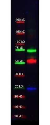 Western Blot: Donkey anti-Goat IgG (H+L) Secondary Antibody (Pre-adsorbed) [NBP2-60657]