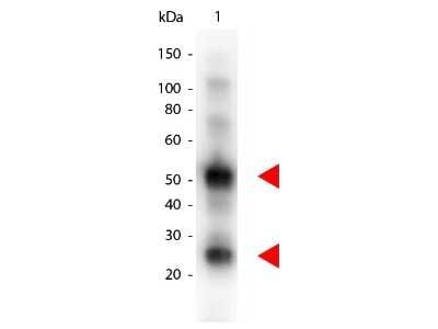 Western Blot: Donkey anti-Goat IgG (H+L) Secondary Antibody [NBP2-60656]