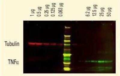 Western Blot: Donkey anti-Mouse IgG (H+L) Secondary Antibody [NB120-6707]