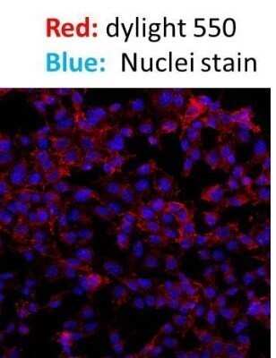 Immunocytochemistry/ Immunofluorescence: Donkey anti-Rabbit IgG (H+L) Secondary Antibody (Pre-adsorbed) [NBP1-75279]