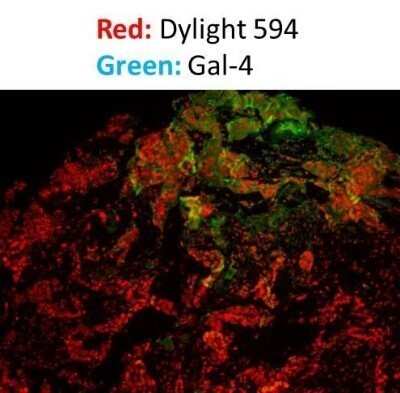Immunohistochemistry-Frozen: Donkey anti-Rabbit IgG (H+L) Secondary Antibody (Pre-adsorbed) [NBP1-75286]