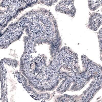 Immunohistochemistry-Paraffin: Dopa Decarboxylase/DDC Antibody (CL2962) [NBP2-46642]