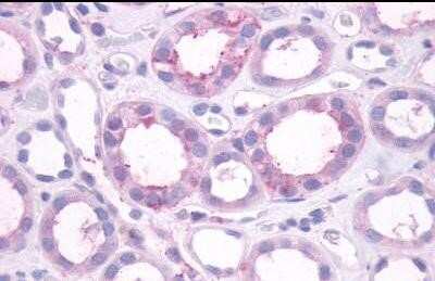 Immunohistochemistry-Paraffin: Dopamine D1R/DRD1 Antibody - BSA Free [NLS44]