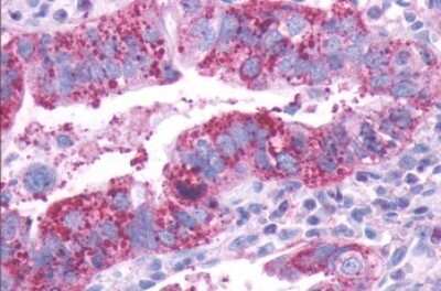 Immunohistochemistry-Paraffin: Dopamine D1R/DRD1 Antibody - BSA Free [NLS44]