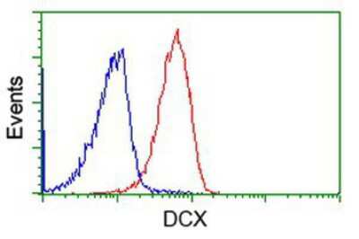 Flow Cytometry: Doublecortin Antibody (OTI4A3) [NBP2-03081]