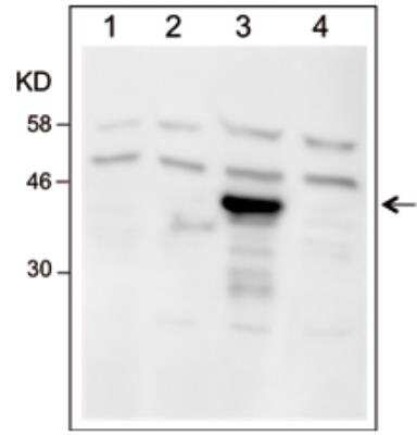 Western Blot: Dre recombinase Antibody [NBP3-11868]