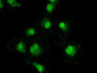 Immunocytochemistry/ Immunofluorescence: Dtk/TYRO3 Antibody (OTI2C4) [NBP1-48040]