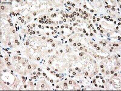 Immunohistochemistry-Paraffin: Dtk/TYRO3 Antibody (OTI2C4) [NBP1-48040]