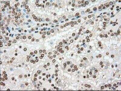 Immunohistochemistry-Paraffin: Dtk/TYRO3 Antibody (OTI2C4) [NBP1-48040]