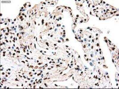 Immunohistochemistry-Paraffin: Dtk/TYRO3 Antibody (OTI2C4) [NBP1-48040]