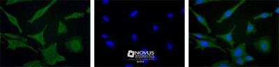 Immunocytochemistry/ Immunofluorescence: Dtk/TYRO3 Antibody - BSA Free [NBP1-28635]