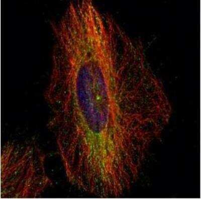 Immunocytochemistry/ Immunofluorescence: Dynactin Subunit 1/DCTN1 Antibody [NBP1-30880]