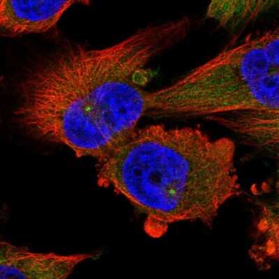 Immunocytochemistry/ Immunofluorescence: Dynactin Subunit 1/DCTN1 Antibody [NBP2-33976]
