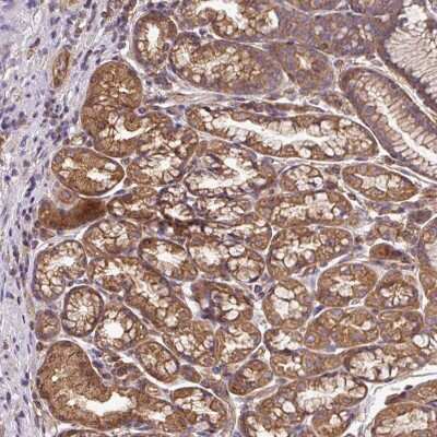 Immunohistochemistry-Paraffin: Dynactin Subunit 1/DCTN1 Antibody [NBP2-33976]