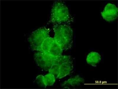 Immunocytochemistry/ Immunofluorescence: Dynactin Subunit 2/DCTN2/DCTN-50 Antibody (2G7) [H00010540-M01]