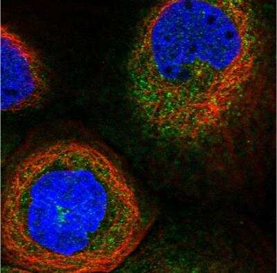 Immunocytochemistry/ Immunofluorescence: Dynactin Subunit 2/DCTN2/DCTN-50 Antibody [NBP1-85278]