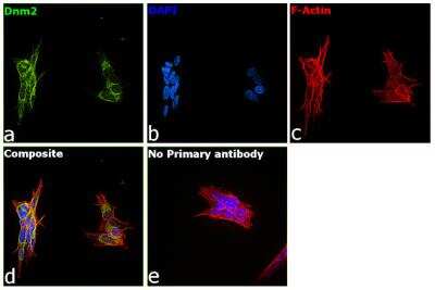 Immunocytochemistry/ Immunofluorescence: Dynamin 2 Antibody [NB300-617]