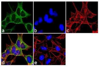 Immunocytochemistry/ Immunofluorescence: Dynamin 3 Antibody [NB120-3458]