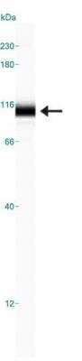 Simple Western: Dynamin Antibody (3G4B6) [NB110-60491]