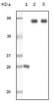 Western Blot: Dynamin Antibody (3G4B6) [NB110-60491]